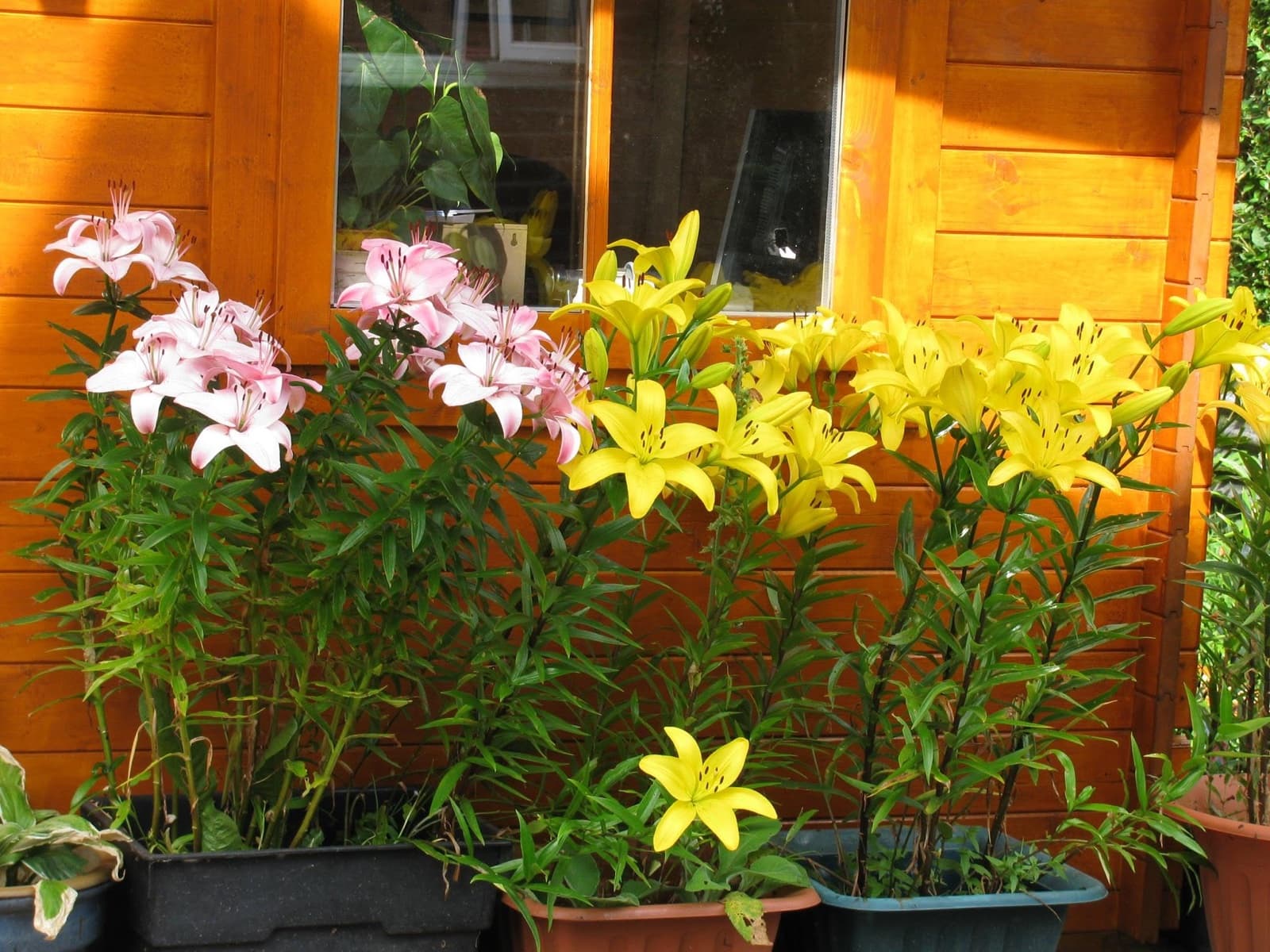 The log cabin studio at Essential Massage, with flowers by the door